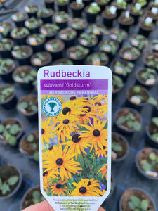Rudbeckia Goldstrum