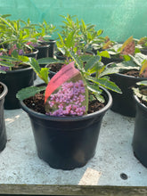 Load image into Gallery viewer, Verbena Bonariensis
