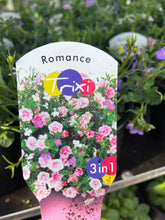 Load image into Gallery viewer, Trixi Romance
