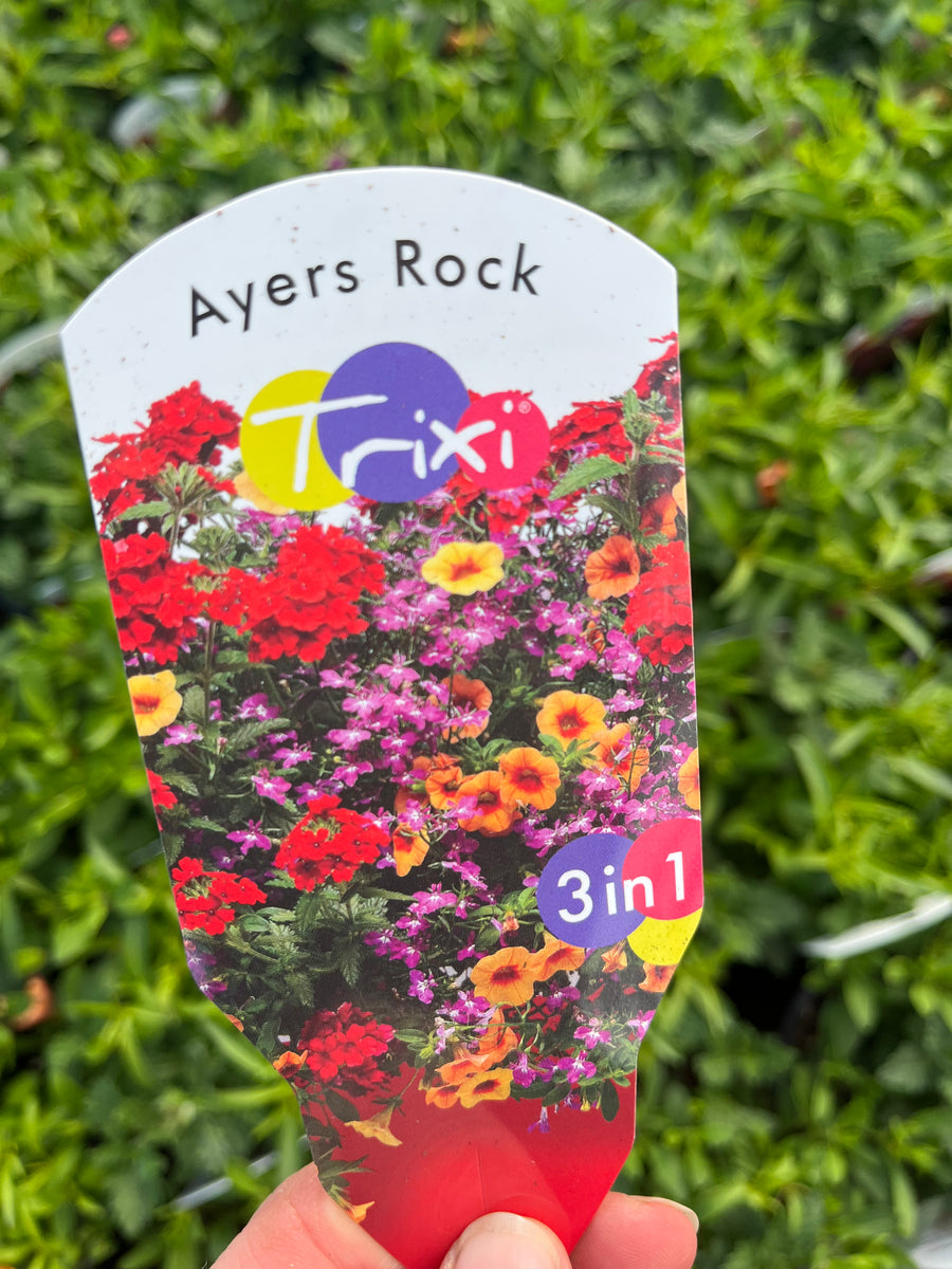 Trixi Trailers ‘Ayers Rock’ – Rostherne Nursery