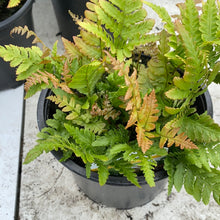 Load image into Gallery viewer, Dryopteris “Autumn” Fern

