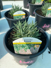 Load image into Gallery viewer, Lavender Rosea
