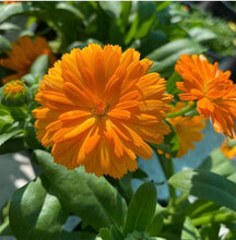 Load image into Gallery viewer, Calendula Power Daisy Tango
