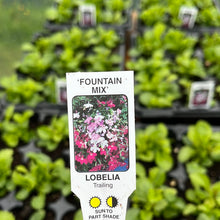 Load image into Gallery viewer, Trailing Lobelia  ‘Mixed’
