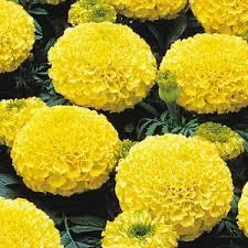 African Marigold ‘Yellow’