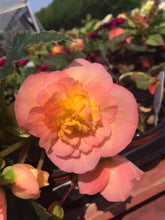 Load image into Gallery viewer, Non Stop Begonia Peach Shades
