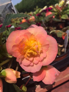 Non Stop Begonia Peach Shades