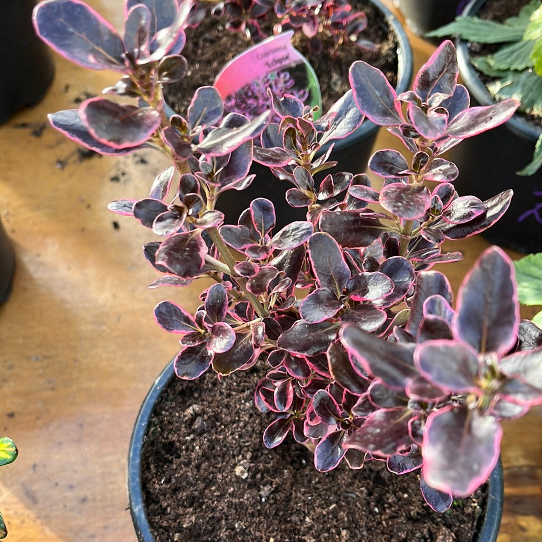 Coprosma ‘Eclipse’ – Rostherne Nursery