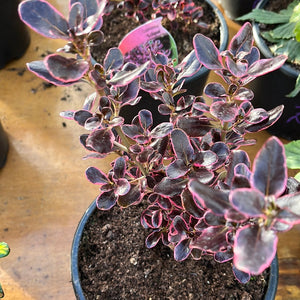 Coprosma ‘Eclipse’