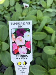 Supercascade Trailing Petunia