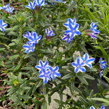 Load image into Gallery viewer, Lithodora Blue Star
