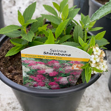 Load image into Gallery viewer, Spirea Shirobana
