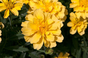 Bonanza Yellow Marigold French