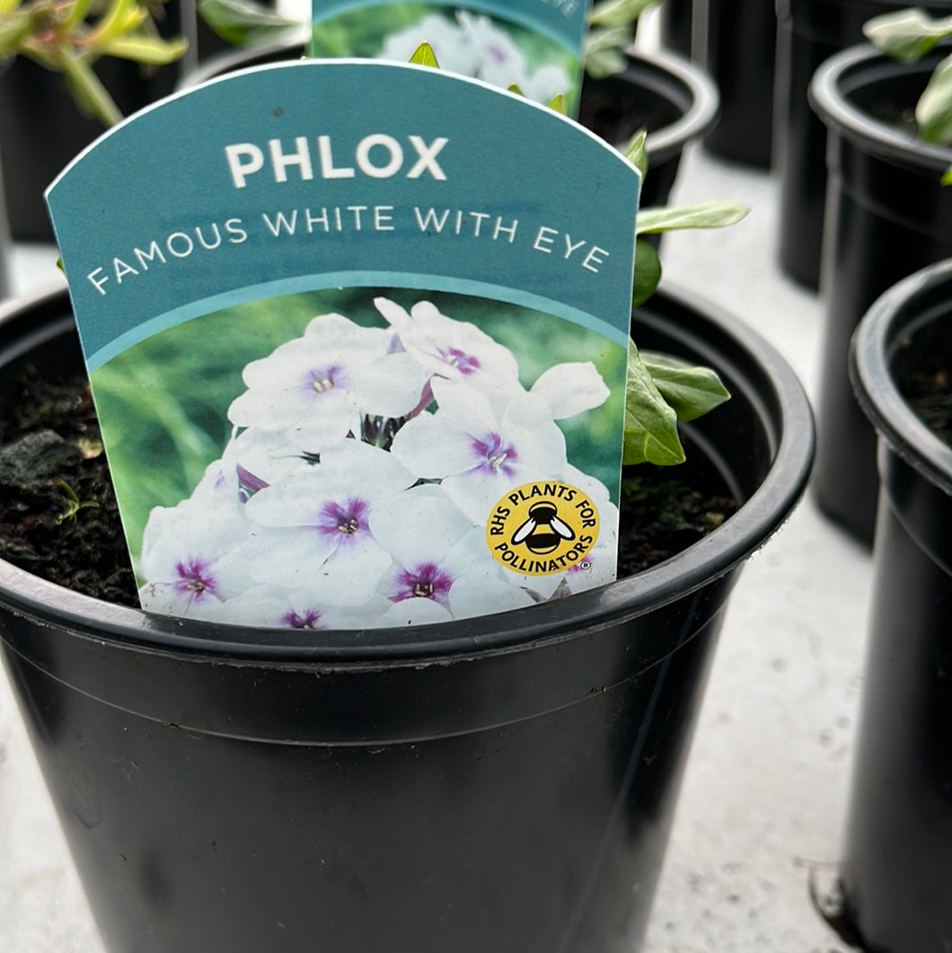 Phlox paniculata Famous'White Eye'