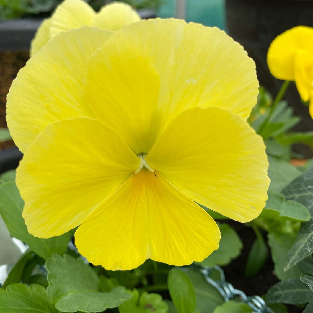 Lemon Pansies