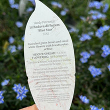 Load image into Gallery viewer, Lithodora Blue Star
