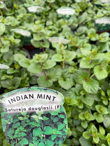 Indian mint