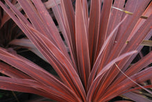 Load image into Gallery viewer, Cordyline Red star
