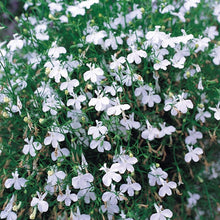 Load image into Gallery viewer, Trailing Lobelia ‘Fountain White’

