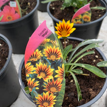 Load image into Gallery viewer, Gazania Magic
