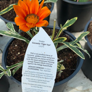 Gazania 'Tiger Eye'