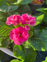 Load image into Gallery viewer, Primlet - Double Primrose
