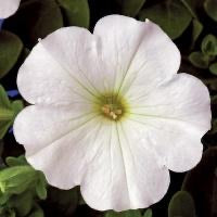 Upright Petunia ‘White’