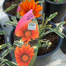 Load image into Gallery viewer, Gazania &#39;Tiger Eye&#39;
