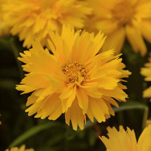 Load image into Gallery viewer, Coreopsis Double the Sun

