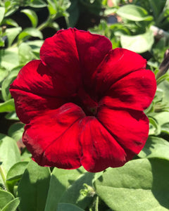 Wave Trailing Petunia ‘Red Velour’