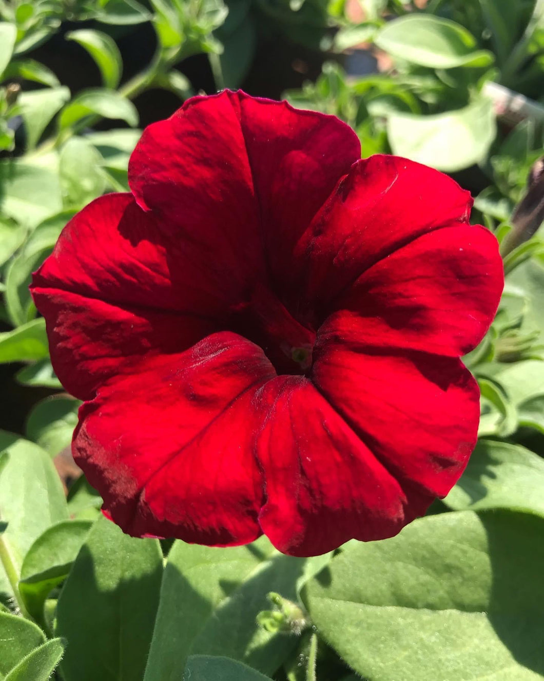Wave Trailing Petunia ‘Red Velour’