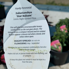 Load image into Gallery viewer, Zaluzianskya ‘Star Balsam’
