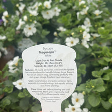 Load image into Gallery viewer, Bacopa Megacopa White
