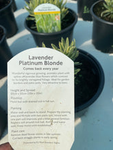 Load image into Gallery viewer, Lavender Platinum Blond
