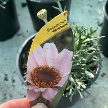 Load image into Gallery viewer, Rhodanthemum “Moondance”
