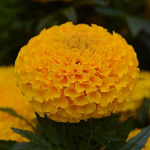 African Marigold ‘Orange’