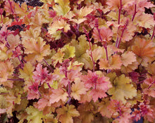 Load image into Gallery viewer, Heuchera Marmalade

