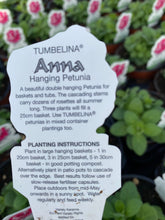 Load image into Gallery viewer, Tumbelina - Double Trailing Petunia ‘Anna’
