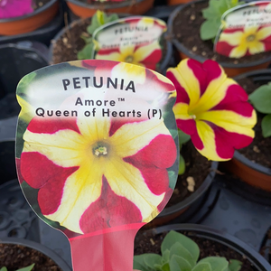 Petunia ‘Queen of Hearts’