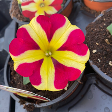 Load image into Gallery viewer, Petunia ‘Queen of Hearts’
