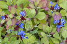 Load image into Gallery viewer, Ceratostigma Plumbaginoides
