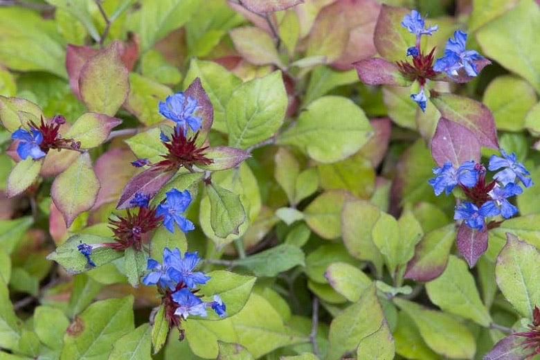 Ceratostigma Plumbaginoides