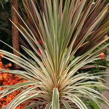 Load image into Gallery viewer, Cordyline Torbay Dazzler
