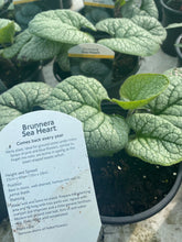 Load image into Gallery viewer, Brunnera Sea Heart
