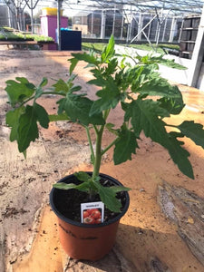 Tomato Plant ‘Shirley’