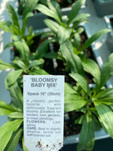 Load image into Gallery viewer, Bloomsy Baby Dwarf Wallflower
