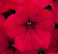 Load image into Gallery viewer, Surfinia ‘Deep Red’
