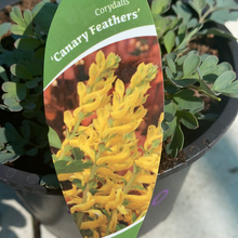 Load image into Gallery viewer, Corydalis Canary Feathers
