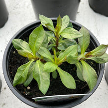 Load image into Gallery viewer, Phlox paniculata Famous&#39;White Eye&#39;
