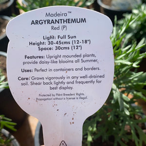 Argyranthemum Maderia Red